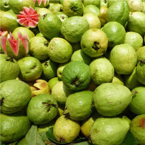 PSIDIUM GUAJAVA - Common Guava