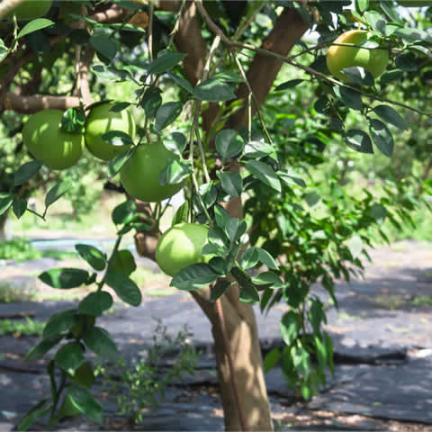 PSIDIUM GUAYAVA - Lemon Guava