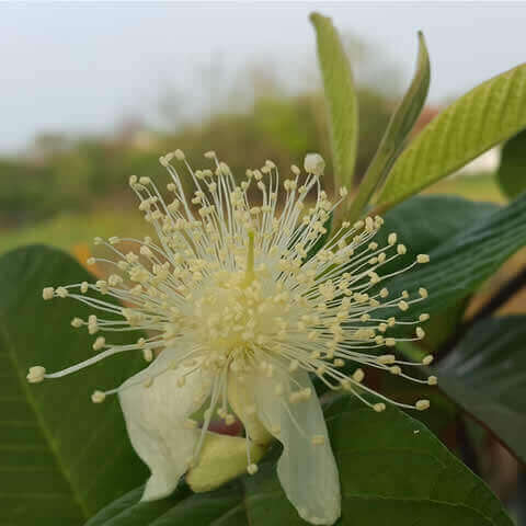 PSIDIUM GUAJAVA