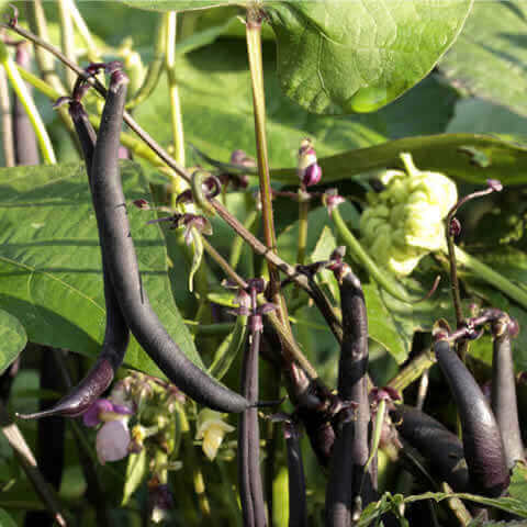 JUDÍA ENANA ''Purple Teepee'' (Phaseolus vulgaris var. nanus)
