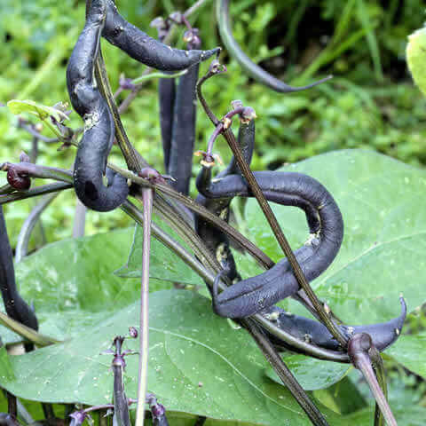 DWARF FRENCH BEAN Purple Teepee