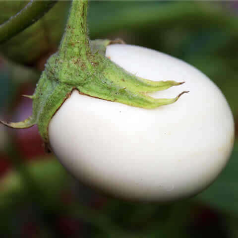 BERENJENA ''White egg'' (Solanum melongena L.) 