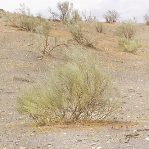RETAMA SPHAEROCARPA