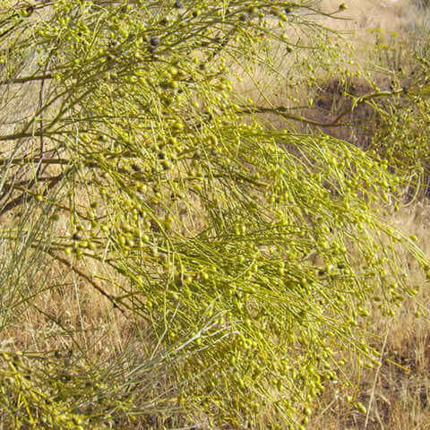 RETAMA SPHAEROCARPA