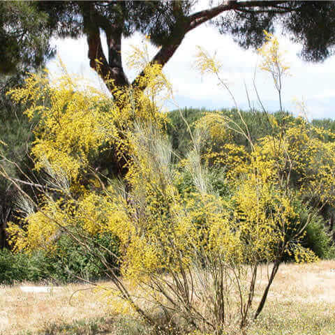 RETAMA SPHAEROCARPA