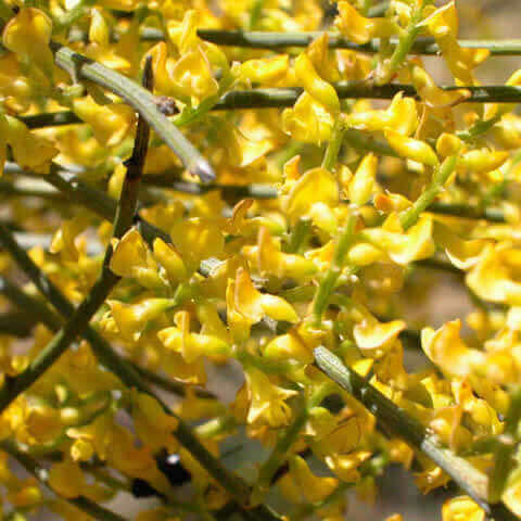 RETAMA SPHAEROCARPA