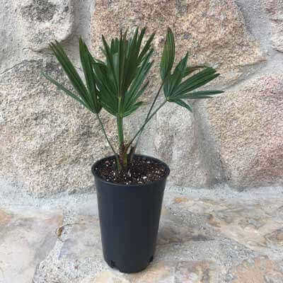 TRACHYCARPUS WAGNERIANUS - Miniature Chusan Palm Tree