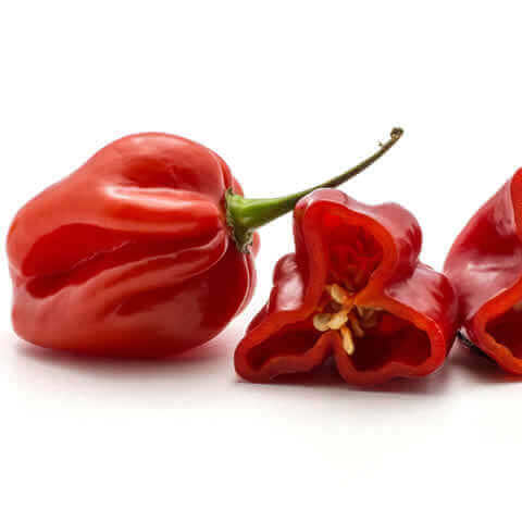 CHILE HABANERO ROJO (Capsicum chinense)