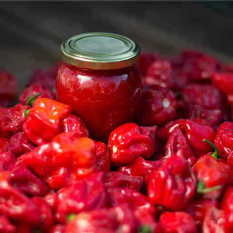 CHILE HABANERO ROJO (Capsicum chinense)