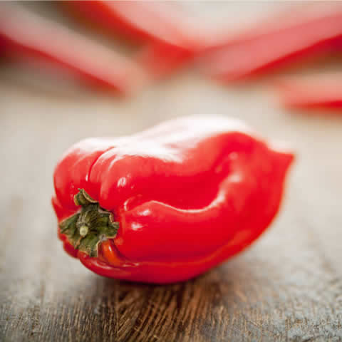 CHILE HABANERO ROJO (Capsicum chinense)