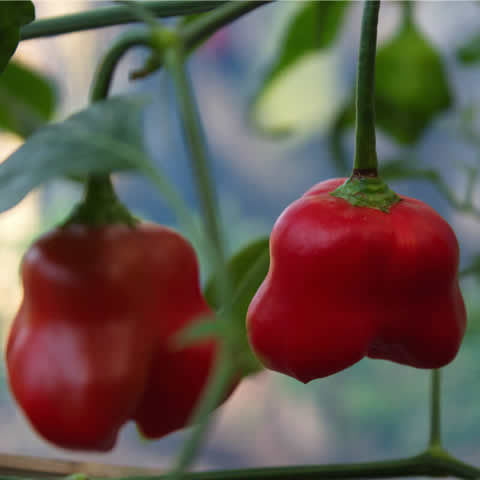 CHILE HABANERO ROJO (Capsicum chinense)