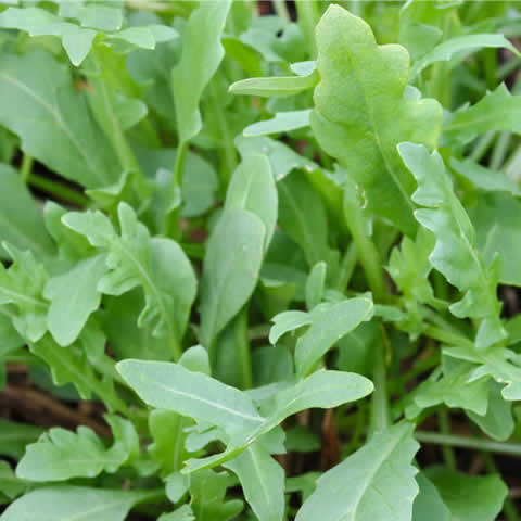 Acheter Cresson semences common 500g – Lepidium sativum (En Vrac)?  Commander des graines sur