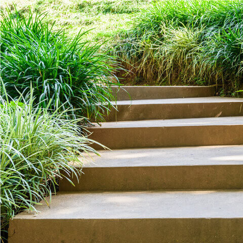 OPHIOPOGON JAPONICUS - Dwarf Lilyturf