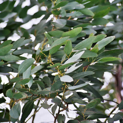 EUCALYPTUS GUNNII