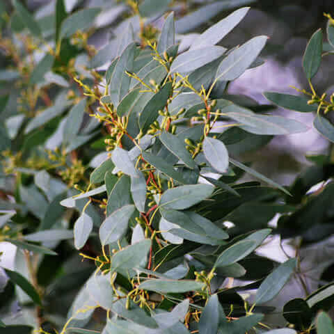 EUCALYPTUS GUNNII