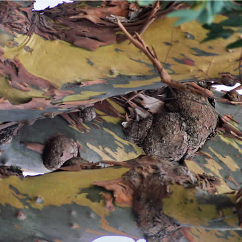 EUCALYPTUS GUNNII