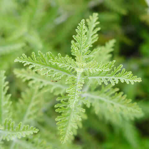 PEROVSKIA ATRIPICIFOLIA