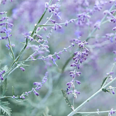 PEROVSKIA ATRIPICIFOLIA - Salvia rusa