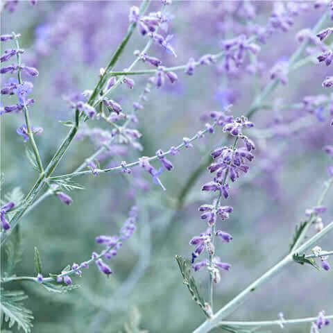 PEROVSKIA ATRIPICIFOLIA - Russian Sage #2