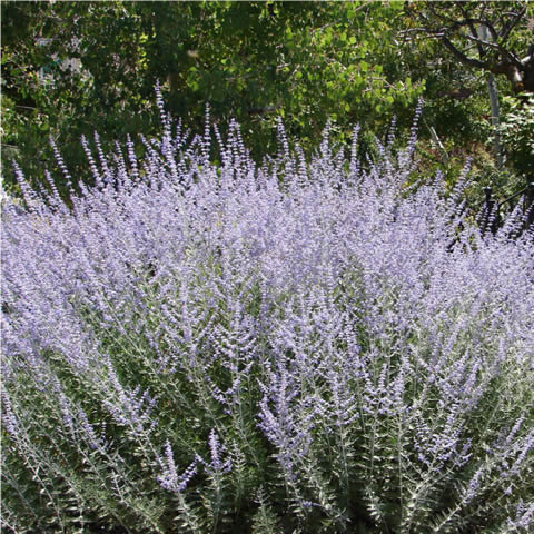 PEROVSKIA ATRIPICIFOLIA - Salvia rusa