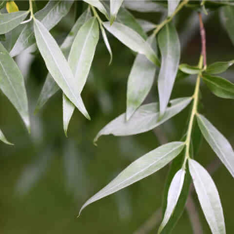 SALIX ALBA - White Willow