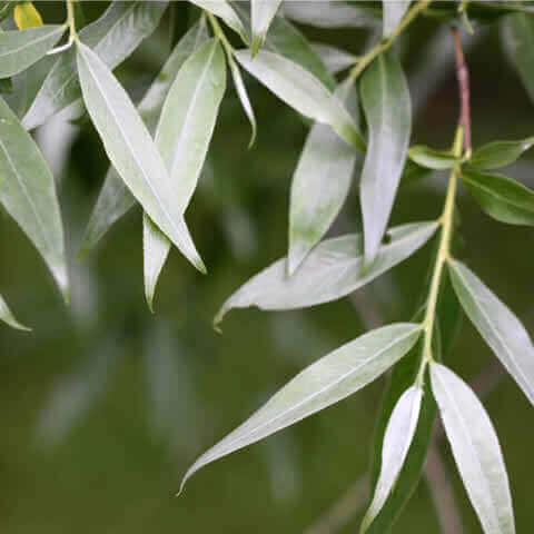SALIX ALBA