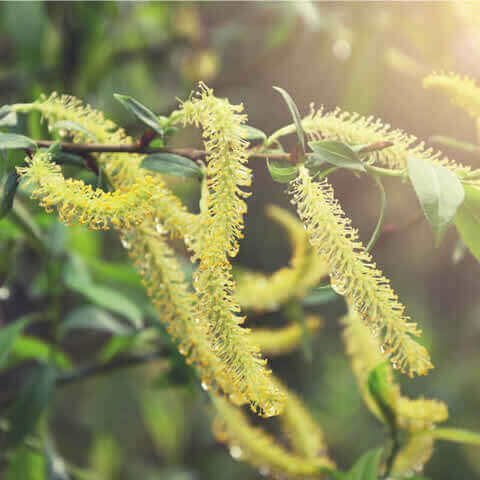 SALIX ALBA - White Willow