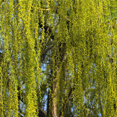 SALIX ALBA