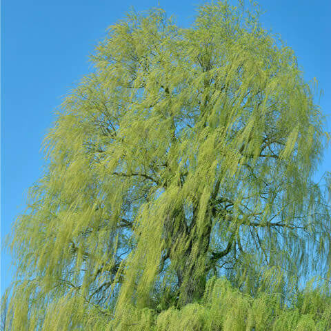 SALIX ALBA