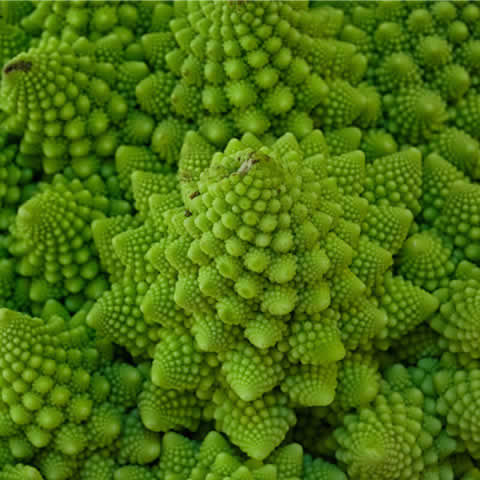 BRASSICA OLERACEA var. BOTRYTIS - CAULIFLOWER Romanesco natalino