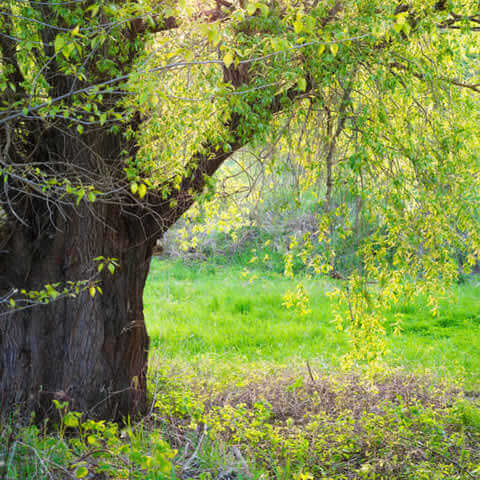 SALIX FRAGILIS