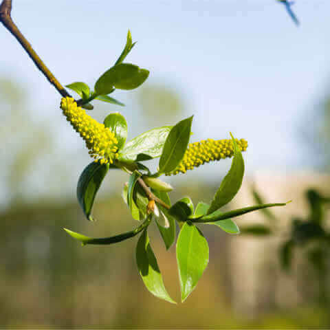 SALIX FRAGILIS