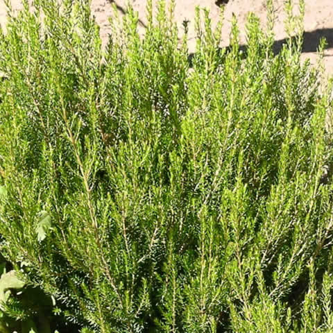 ERICA SCOPARIA, flor