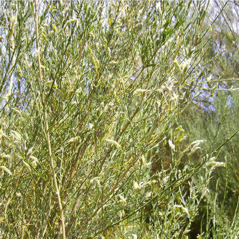 GENISTA FLORIDA - Retama blanca