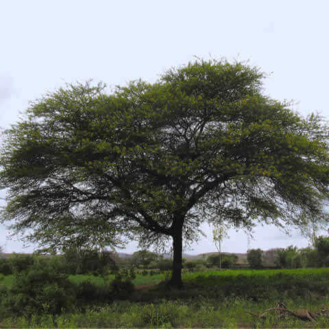 ACACIA ARABICA - Gum Arabic Tree
