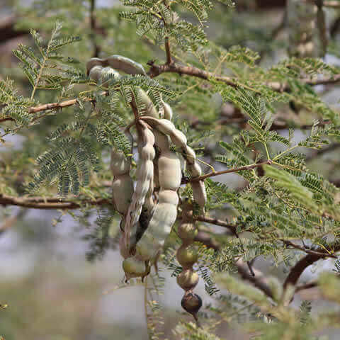 ACACIA ARABICA (A.nilotica)