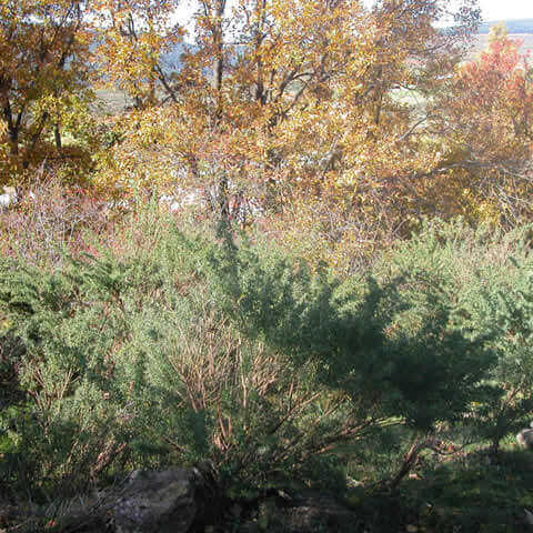 ADENOCARPUS HISPANICUS