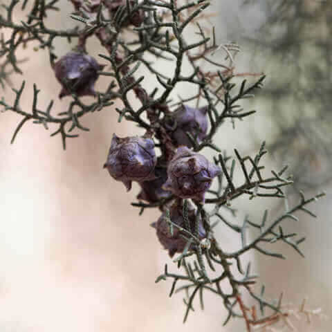 CUPRESSUS LUSITANICA