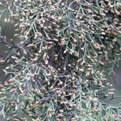 CUPRESSUS LUSITANICA