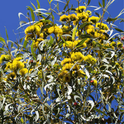 EUCALYPTUS ERYTHROCORYS - Red-Capped Gum