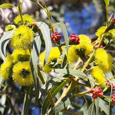 EUCALYPTUS ERYTHROCORYS - Red-Capped Gum