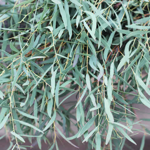 EUCALYPTUS NICHOLII