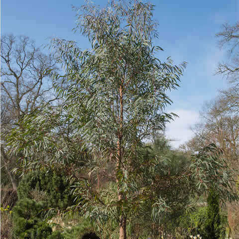 EUCALYPTUS NICHOLII