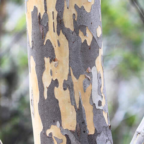 EUCALYPTUS PAUCIFLORA DEBEUZEVILLEI