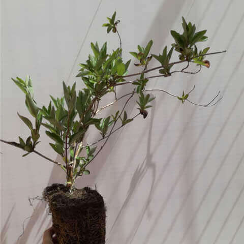 LONICERA PERICLYMENUM  Alv.1.2L - 04-2018
