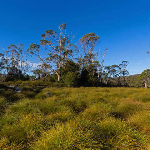 EUCALYPTUS SUBCRENULATA