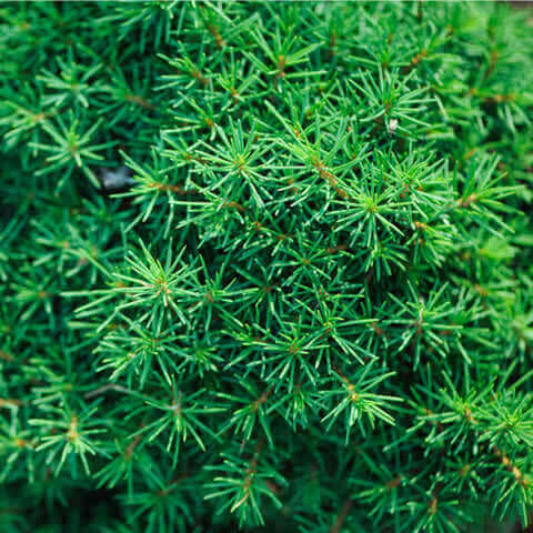 PICEA MARIANA