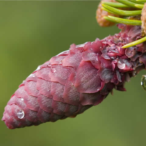 PICEA RUBENS - Picea roja