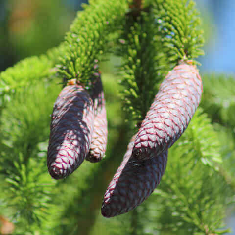PICEA RUBENS - Picea roja