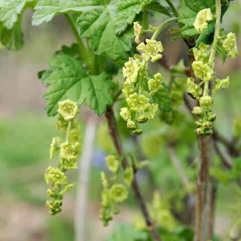 RIBES PETRAEUM